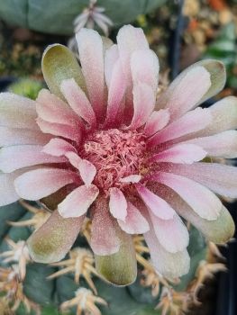 Gymnocalycium spegazzinii v. unguispinum